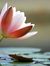 Tulipfever