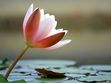 Tulipfever