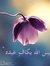Hanaa A...