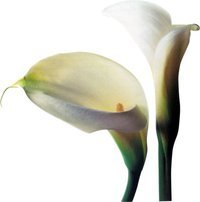 Веселина Стаменова