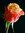 Omer Ata