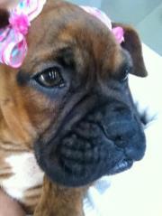 Lucy De elz