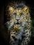 Leopard...