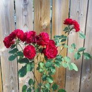 Cera Trowbridge-hackett