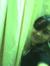Farheen...