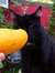☼☼Puddy Mango☼☼