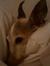 Darcy Gootson