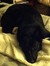 Bellona...
