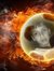 Rohail ...