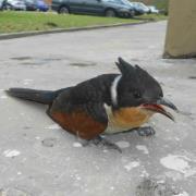 Mohd.fitri Mohd.kasai