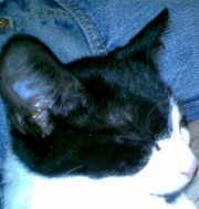 Miriam Lofgren-bangs