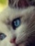 Kat Pat...
