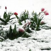 الزهرة الثلجية