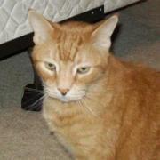 Ginny Castillo-baumann