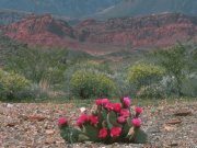 اوراق الورد