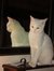 Heather Hartman