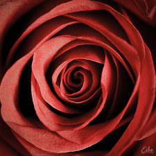 كوزُ الصُنوْبَر