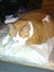 Rosalie