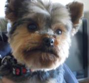 Jan Schaefer juchniewicz