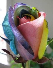 Tuttyfrutty Wiggywoo