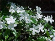 ياسمين أبو حسين