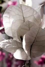 Shareefah Abdulrahman