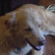 Ashley Cligrow mesaros