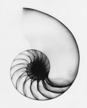 Николай Год