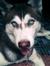 Wolfy S...