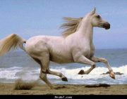 Ahmed Abd elbar