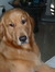 Alisha