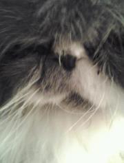 Celeste Vallejo-favela