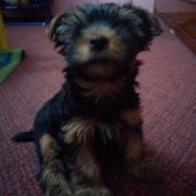 Norma Sanchez