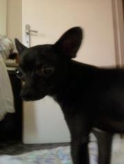 Xristos Triantafilopoulos