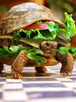Millie AWKWARD TURTLE! ♥Cheeseburger♥*THING11*