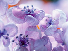 Lilas kz
