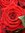 Abeer Sh