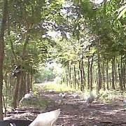 เกาะแก้ว บ้านสวนพอเพียง