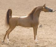 اسامه ابورحمه