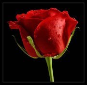 زيد الساعدي