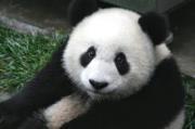Mike Liu