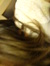 Rachel