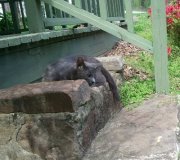 Rebekah Wright depalma