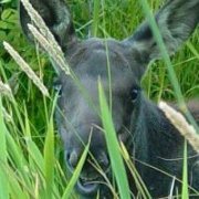 Jane Budgeon wallace