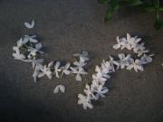 ابراهيم تريسي