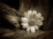 عطر الياسمين