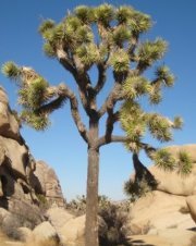 Mandy Brummer- stangl