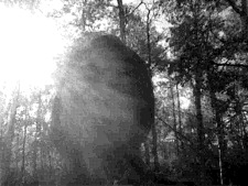Shelby Adams