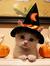 Cuty Cat