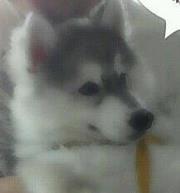 ราเมศ หนุนวงษา